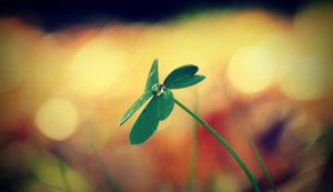 土耳其运动员稳扎稳打获得佳绩